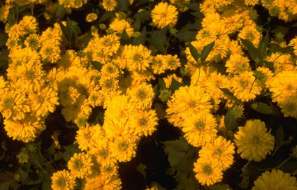 Slipbladige rudbeckia - Rudbeckia laciniata 'Goldquelle'