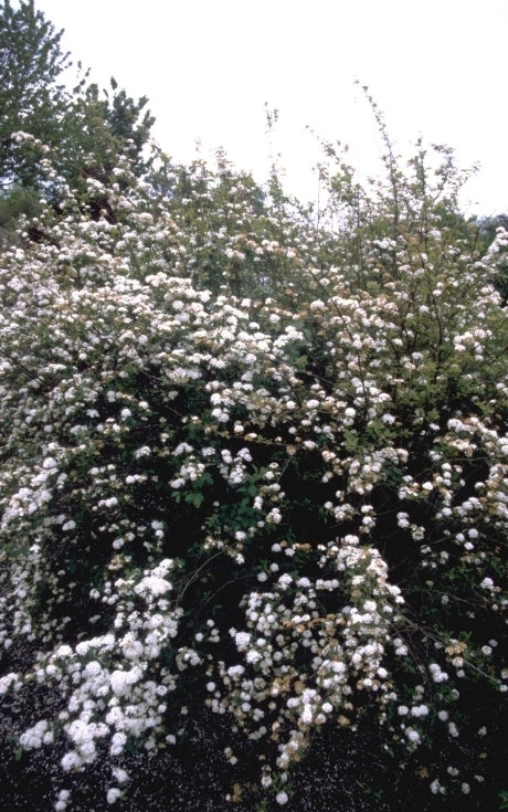 Struikspirea - Spiraea x vanhouttei
