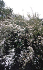 Struikspirea - Spiraea x vanhouttei