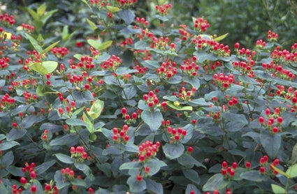 Hypericum 'Magical Fire'