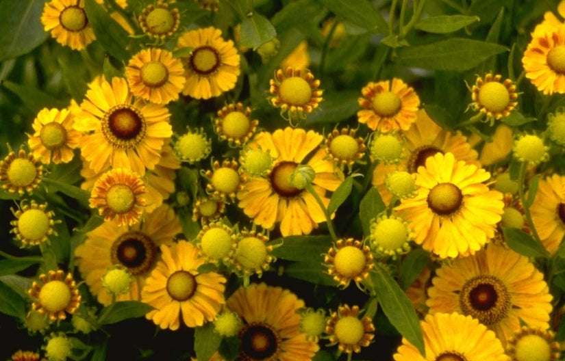 Zonnekruid - Helenium 'Zimbelstern'