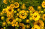 Zonnekruid - Helenium 'Zimbelstern'