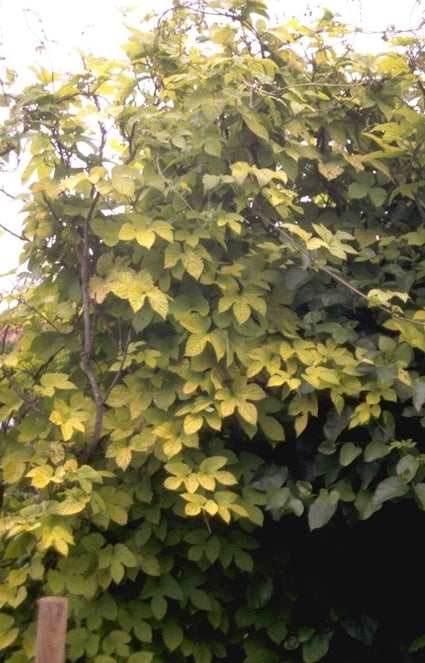 Humulus lupulus 'Aureus'