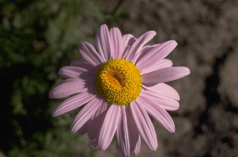 Wormkruid - Tanacetum 'Robinson's Rose'