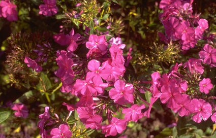 Flox - Phlox 'Otley Purple'