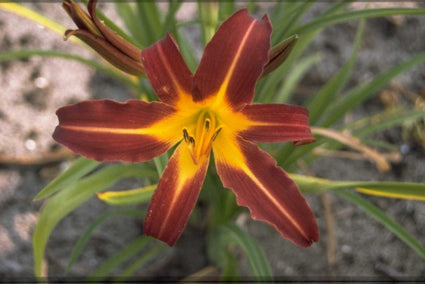 Daglelie - Hemerocallis 'Autumn Red'