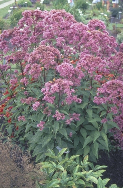 Koninginnenkruid - Eupatorium maculatum 'Purple Bush'