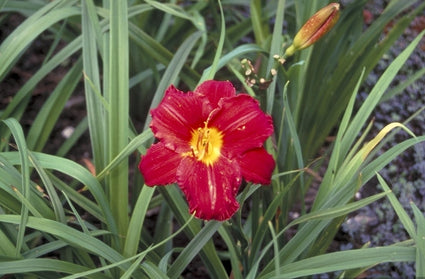 Daglelie - Hemerocallis 'Chicago Apache'