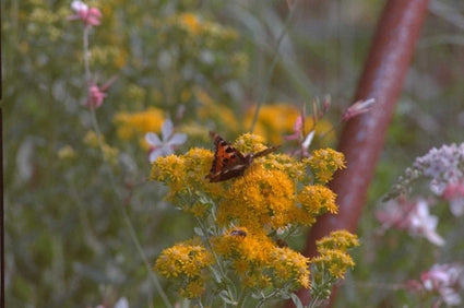 Guldenroede - Solidago rigida