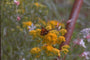 Guldenroede - Solidago rigida