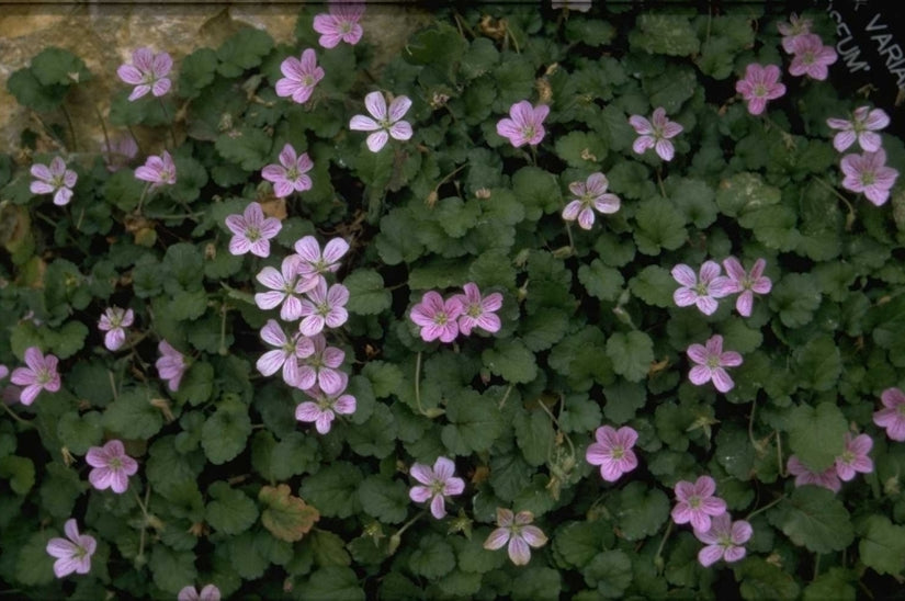 Reigersbek - Erodium x variabile 'Roseum'