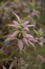 Paardenmunt - Monarda punctata