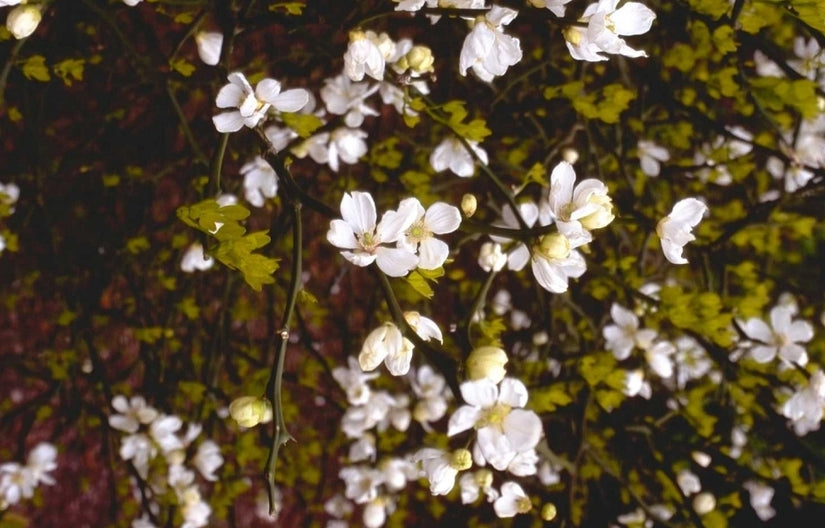 Poncirus trifoliata