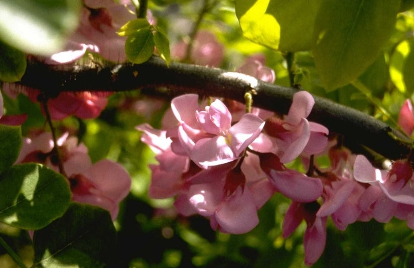 Robinia hispida