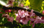 Robinia hispida