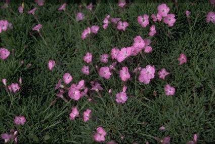 Anjer - Dianthus subacaulis