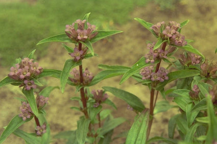 Gentiana cruciata