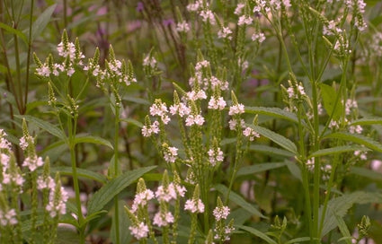 Blauwe Verbena - Verbena hastata 'Alba'