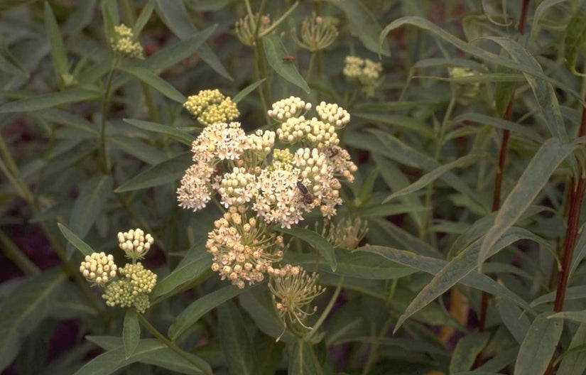 Asclepias incarnata 'Ice Ballet'