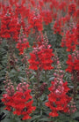 Grote leeuwenbek - Antirrhinum majus 'Coronette Crimson'