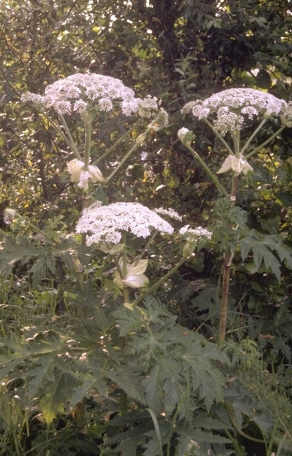 Heracleum mantegazzianum