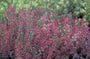 Knopbloeiende Heide - Calluna vulgaris 'Aphrodite'