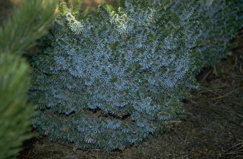 Picea omorika 'Pendula Kuck'