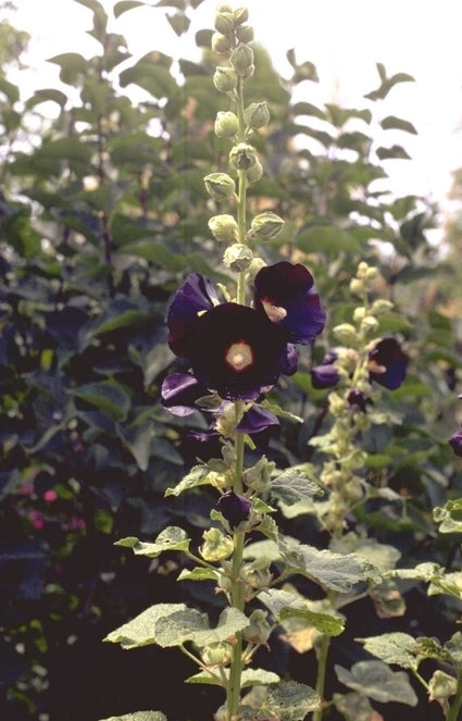 Stokroos - Alcea rosea 'Nigra'