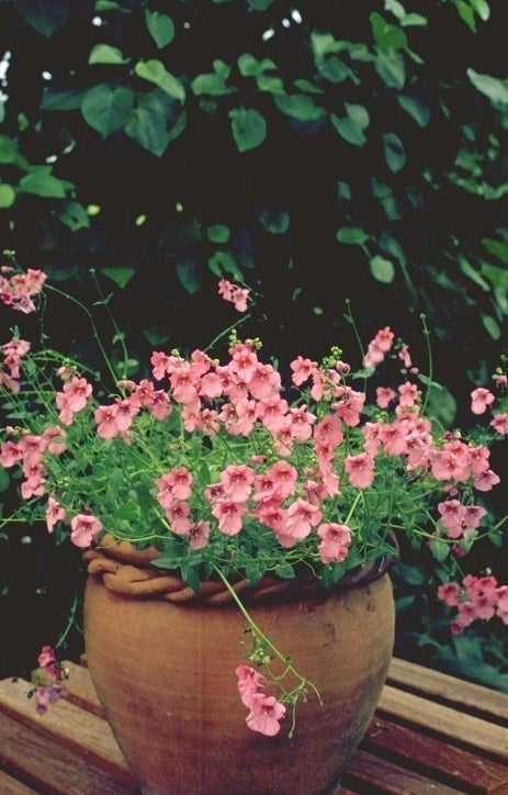 Diascia 'Ruby Field'