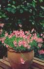 Diascia 'Ruby Field'