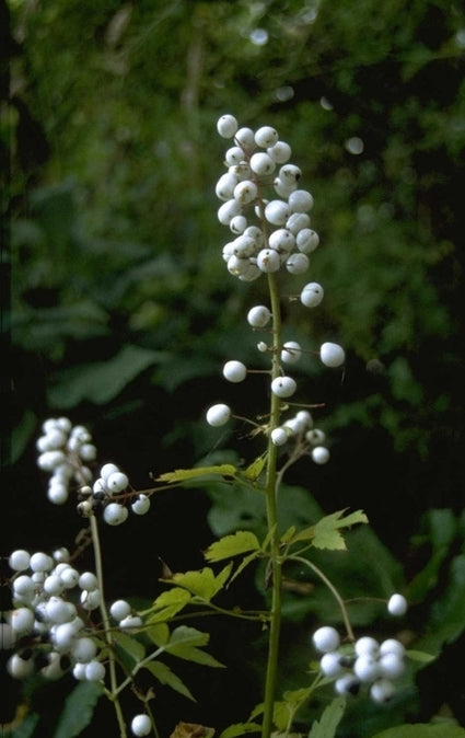 Christoffelkruid - Actaea pachypoda