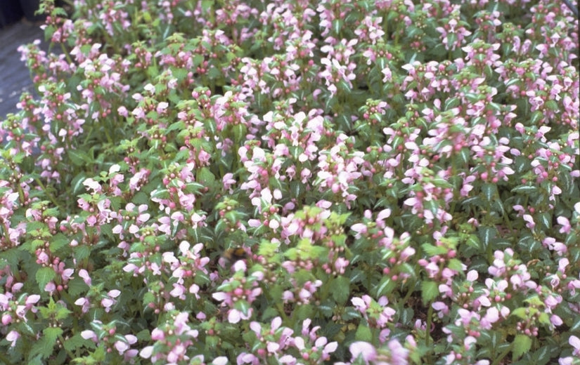 Gevlekte dovenetel - Lamium maculatum 'Shell Pink'