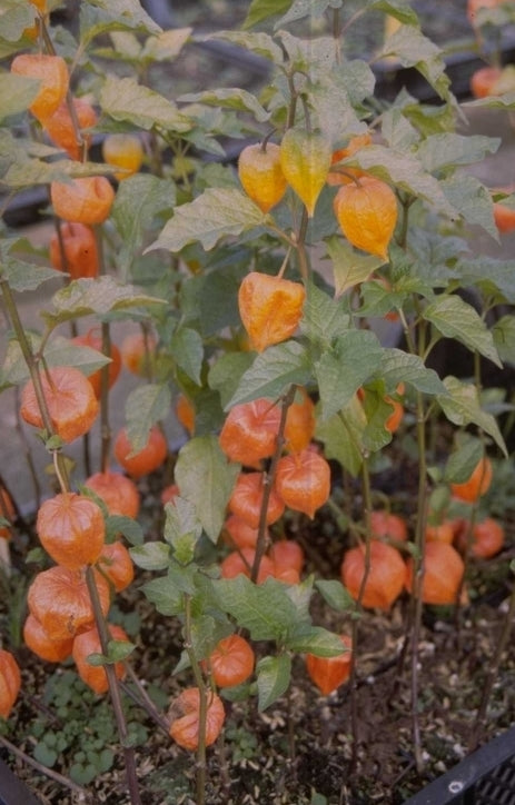 Physalis alkekengi var. franchetii