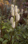 Pimpernel - Sanguisorba Canadensis