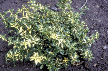 Kardinaalsmuts - Euonymus fortunei 'Blondy'