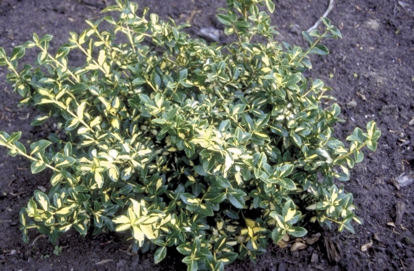 Kardinaalsmuts - Euonymus fortunei 'Blondy'