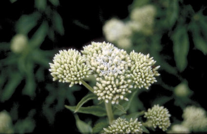 Koninginnekruid - Eupatorium cannabium 'Album Plenum'