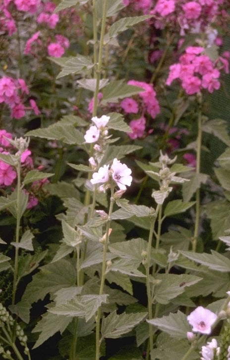 Althaea officinalis