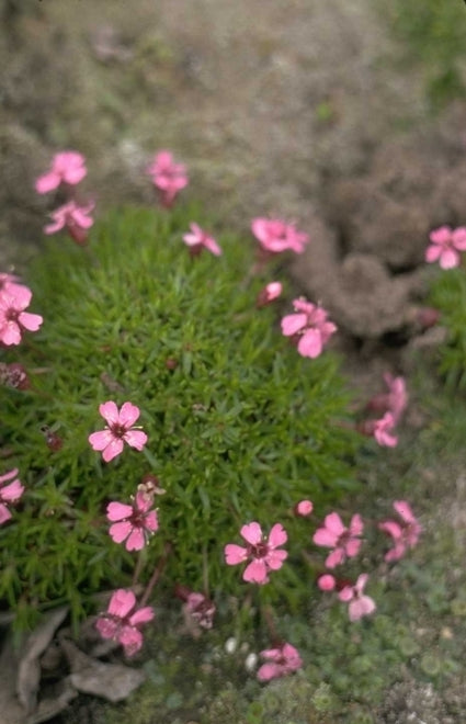 Silene - Silene acaulis 'Floribunda'