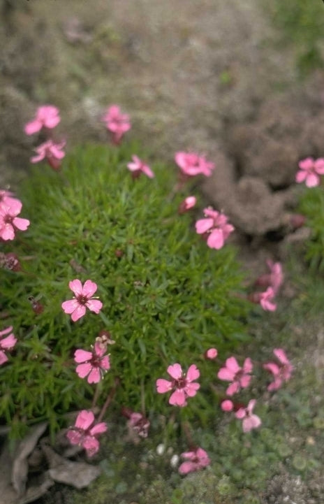 Silene - Silene acaulis 'Floribunda'