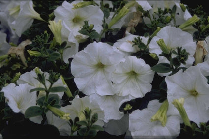 Petunia 'Polo White'