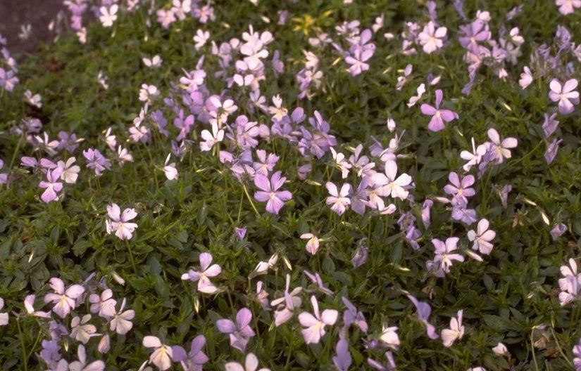 Viooltje - Viola 'Boughton Blue'