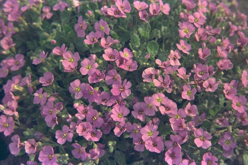 Aubrieta 'Blue Emperor'