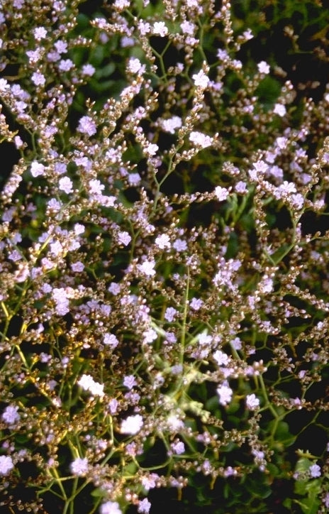 Lamsoor - Limonium gougetianum