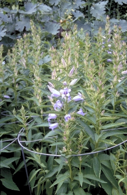 Breedbladig klokje - Campanula latifolia 'Gloaming'
