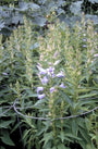 Breedbladig klokje - Campanula latifolia 'Gloaming'