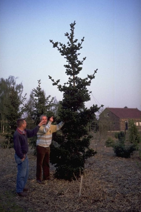 Echte kerstboom - Fijnspar - Picea abies 'Lombartsii'