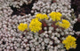 Sedum spathulifolium 'Cape Blanco'