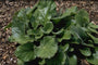 Schoenlappersplant - Bergenia ciliata