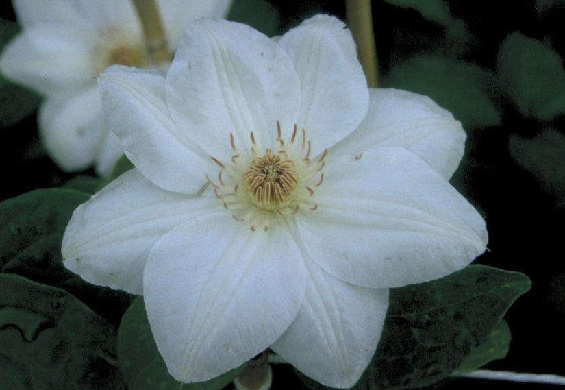 Clematis 'Mrs George Jackman'